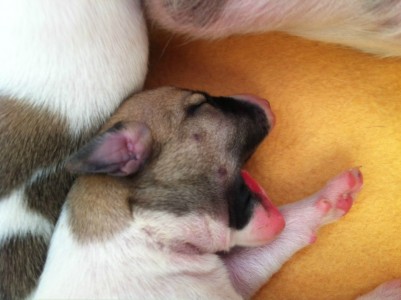 First Choice_01.04.2013_1