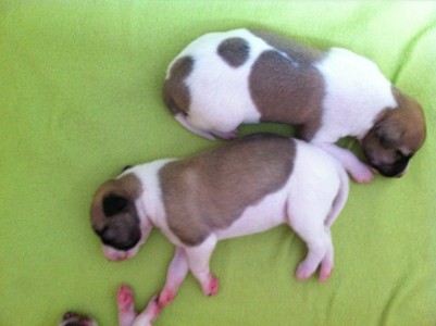 First Choice_05.04.2013_1