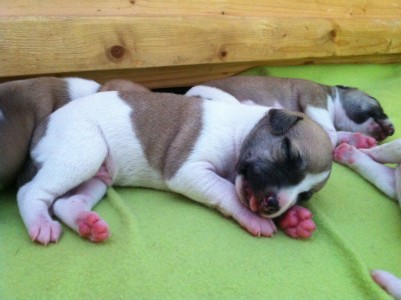 First Choice_05.04.2013_2