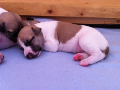 First Choice_09.04.2013