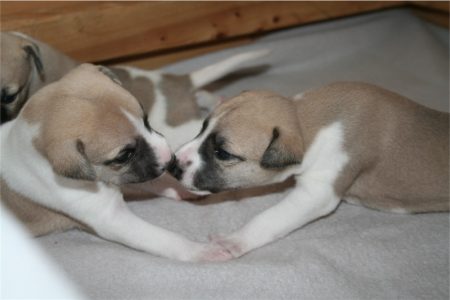 First Choice_14.04.2013-small