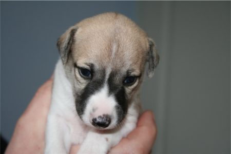 First Choice_14.04.2013_2-small