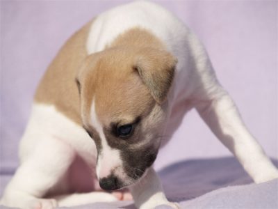 First Choice_22.04.2013_1-small