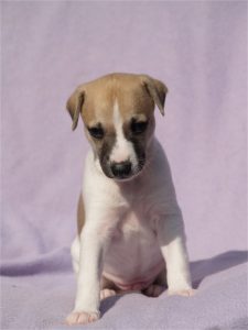 First Choice_22.04.2013_3-small