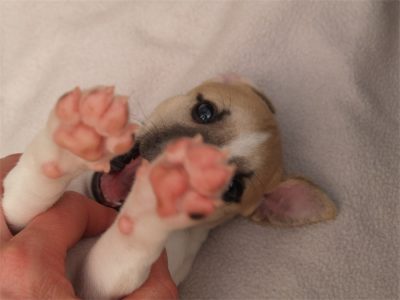 First Choice_25.04.2013_3-small