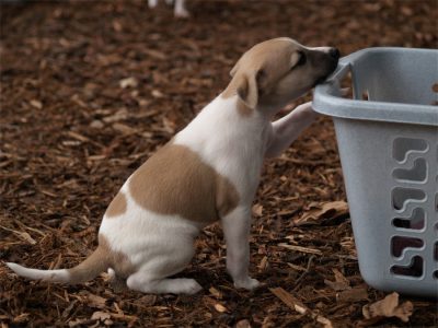 First Choice_27.04.2013_1-small