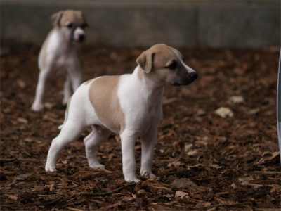 First Choice_27.04.2013_5-small