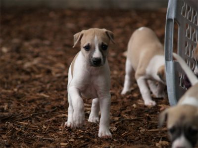 First Choice_27.04.2013_6-small