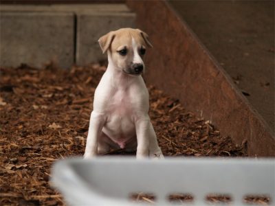 First Choice_27.04.2013_7-small