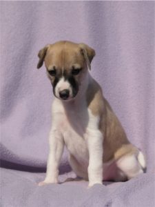 First Class_22.04.2013_3_1-small