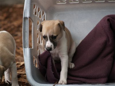 First Knght_27.04.2013_4-small