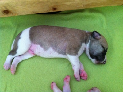 First Knight_05.04.2013_1