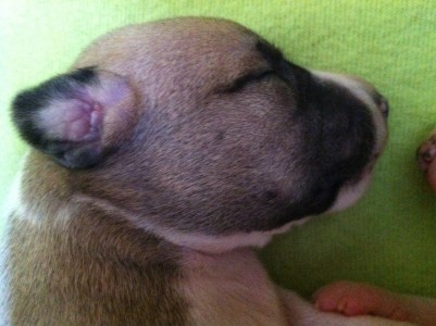 First Knight_05.04.2013_2