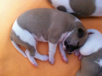 First Knight_11-04.2013-small