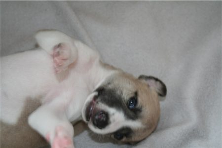 First Knight_14.04.2013-small