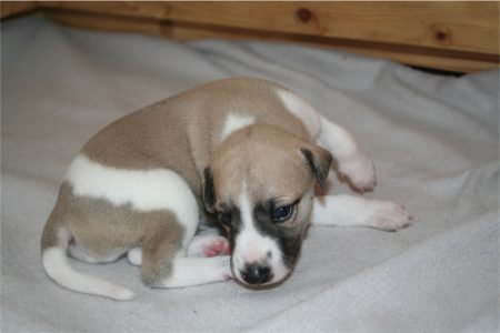 First Knight_14.04.2013_3-small