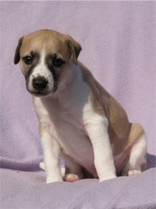 First Knight_22.04.2013_2_1-small