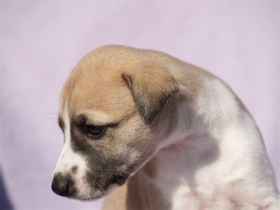 First Knight_22.04.2013_3-small