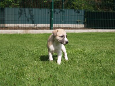 First Knight_25.04.2013_1-small