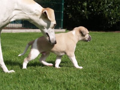 First Knight_25.04.2013_2-small