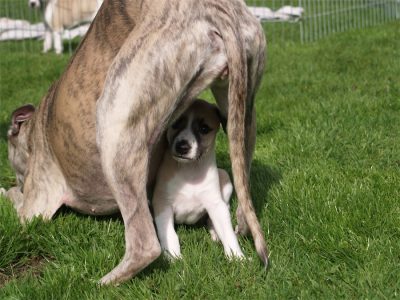 First Knight_25.04.2013_3-small