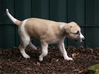 First Knight_27.04.2013_4-small