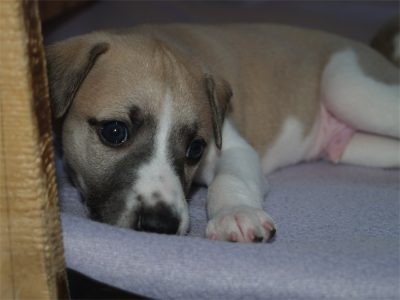 First Knight_27.04.2013_7-small