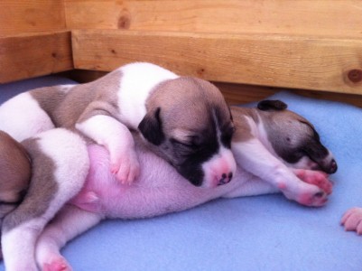 First Love_09.04.2013