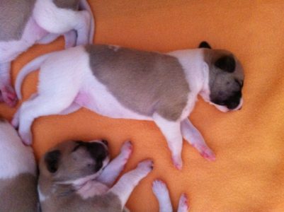 First Love_11.04.2013_1-small