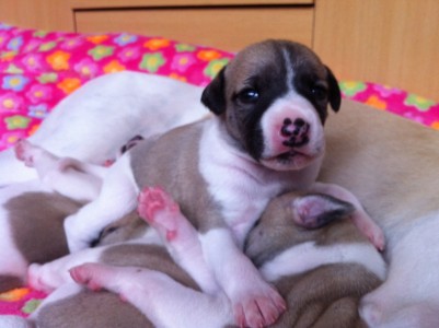 First Love_11.04.2013_2