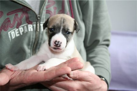 First Love_14.04.2013_1-small