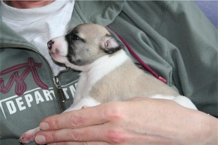 First Love_14.04.2013_2-small