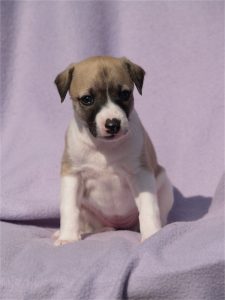 First Love_22.04.2013_1-small