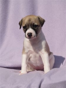 First Love_22.04.2013_2-small