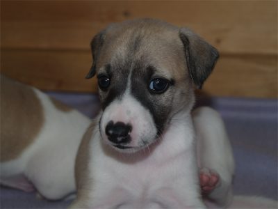 First Love_27.04.2013_1-small