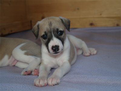 First Love_27.04.2013_2-small