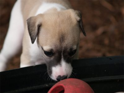 First Love_27.04.2013_3-small