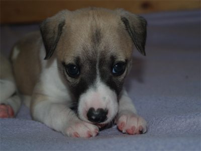 First Love_27.04.2013_4-small