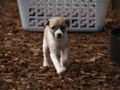 First Love_27.04.2013_7-small