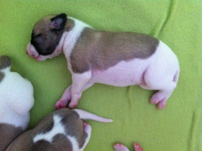 FirstLove_05.04.2013_1