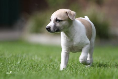 First_Choice_28_04_2013_4