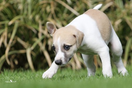 First_Choice_28_04_2013_5