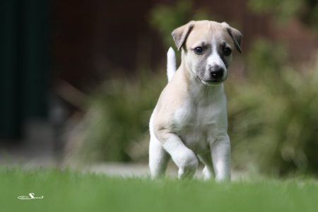 First_Knight_28_04_2013_1