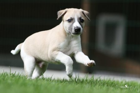 First_Knight_28_04_2013_2