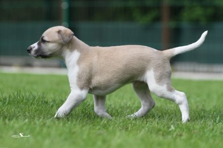 First_Knight_28_04_2013_4