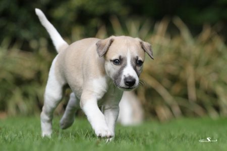 First_Knight_28_04_2013_5