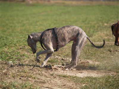 Fynn_07.04.2013_4-small