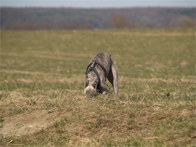 Fynn_07.04.2013_5-small