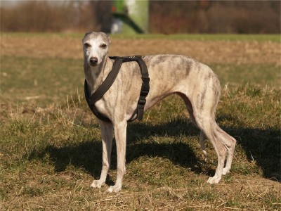 Grace_07.04.2013_1-small