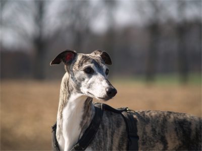 Kissy_07.04.2013_1-small